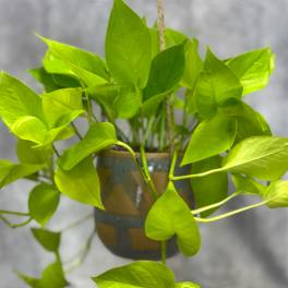 Enola Hanging Ivy