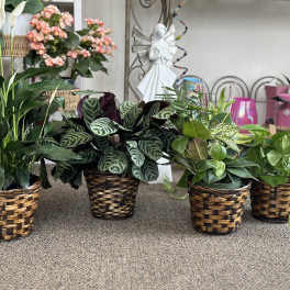 Assorted potted houseplants in woven baskets on a carpeted floor