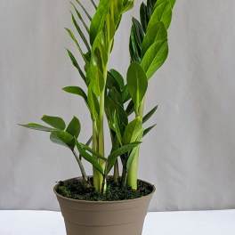 ZZ - 6" Planter