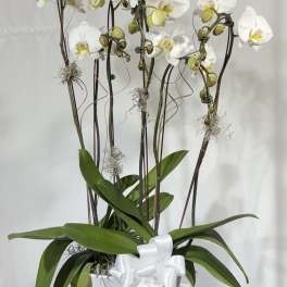Double Triple White Phalaenopsis Orchid Planter
