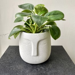 Potted green houseplant in a white face-shaped ceramic planter