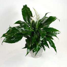 Comfort Planter