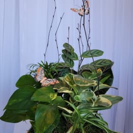 Dish Garden Planter