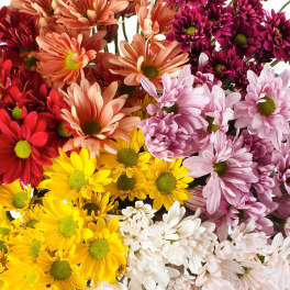 Daisy Pom Pom - Flower Market