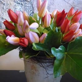Just Tulips