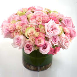 Spring Roses