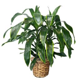 Potted green houseplant in a woven basket planter