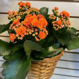 Calandiva - Orange 29