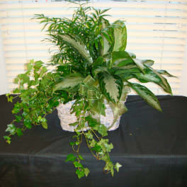 Living Spirit Triple Green Plant Basket - Sympathy Delivery Huntsville AL