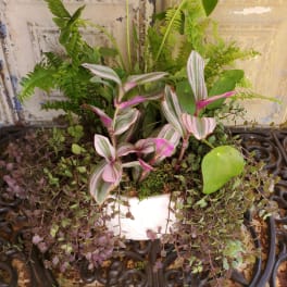 Mixed potted houseplants in a white container with trailing purple foliage
