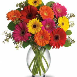 Gerbera daisy fun