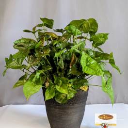 Simplistic Arrowhead - 6" Planter