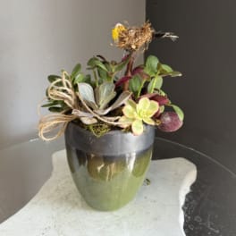 Bird nest plant