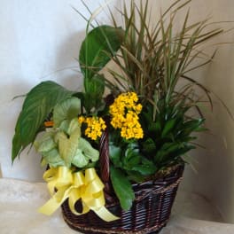 Basket of green houseplants with small yellow flowers and a yellow ribbon