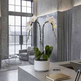 White Phalaenopsis Orchid – Delivery Orchids Miami