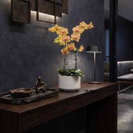Peach Phalaenopsis Orchid – Delivery Orchids Miami