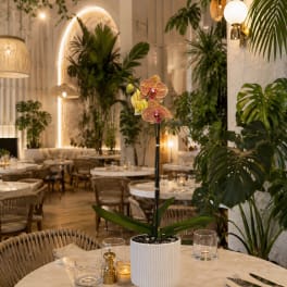 Peach Phalaenopsis Orchid – Orchid Delivery Miami