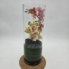Zensational