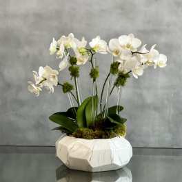 Multi Spike Mini Orchids - Pasadena Florist
