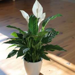 Potted peace lily plant with white blooms in a woven basket