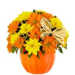 Daisy Pumpkin Patch