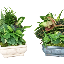 8" Assorted Dish Garden in Ceramic Planter