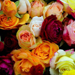Close-up of multicolored roses in shades of white, yellow, orange, pink, and red