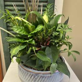 Dishgarden
