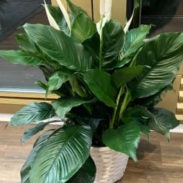 Spring Sale 10" Peace Lily Plant