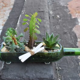 Succulent arrangement in a green glass bottle with a ribbon tie