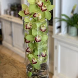 Serenity Orchid