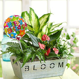 Happy Birthday Garden