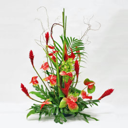 Tropical Forest (New Item)