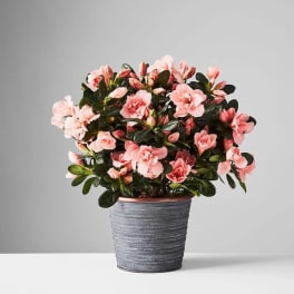 Azalea Plant