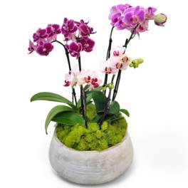 Orchid Trio