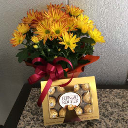ASU Daisy Plant & Chocolates