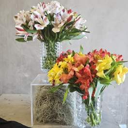 Peruvian Lily Serenade