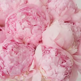 Close-up of pink peonies with layered petals