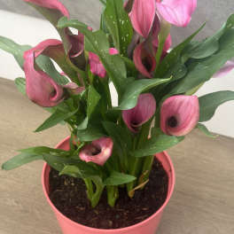 Velvet Romance Calla Garden