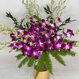 Dendrobium Bling