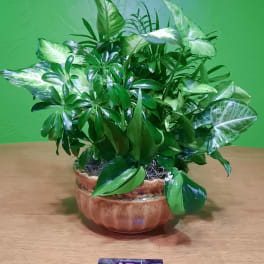 Potted green houseplant arrangement in a ceramic bowl