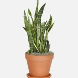 Snake Plant - 산세베리아(공기 정화 식물)