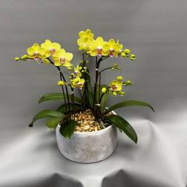 Yellow orchids in a gray pot with pebbles