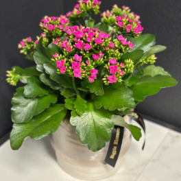 Potted plant with bright pink blooms in a white ceramic pot