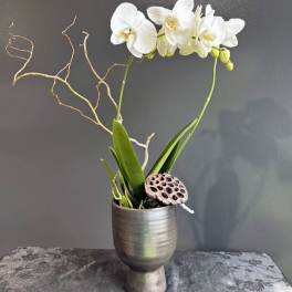 Orchid Paradise