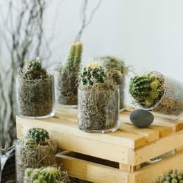 Cactus Call