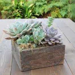 Succulent Garden in a Rustic