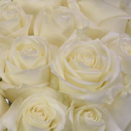 Roses in Colors!! (LET US KNOW WHAT COLOR in the Special Instructions box)