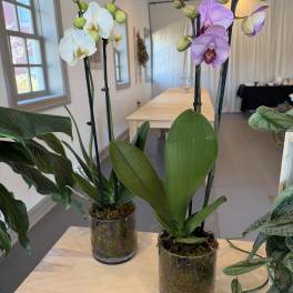 Two potted orchid plants with white and purple blooms on a table.