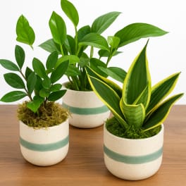 Three potted houseplants in cream ceramic pots on a wooden surface
